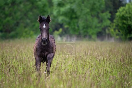 Téléchargez les photos : Running foal in spring meadow, black horse - en image libre de droit