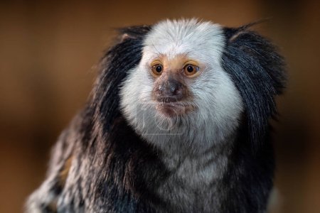 Téléchargez les photos : The white headed marmoset, Callithrix geoffroyi - en image libre de droit