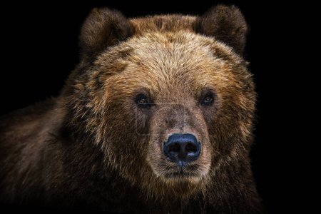 Photo for Front view of brown bear isolated on black background. Portrait of Kamchatka bear (Ursus arctos beringianus) - Royalty Free Image