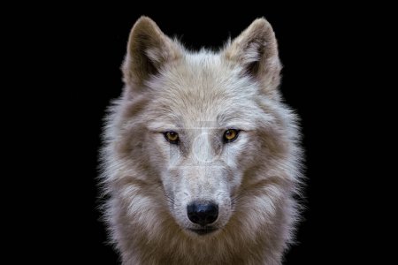 Téléchargez les photos : Portrait of arctic wolf isolated on black background. Polar wolf. - en image libre de droit