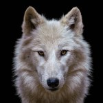 Portrait of arctic wolf isolated on black background. Polar wolf.