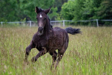 Téléchargez les photos : Running foal in spring meadow, black horse - en image libre de droit