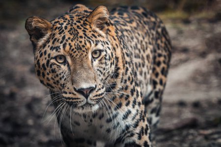 Persischer Leopard, Panthera pardus saxicolor