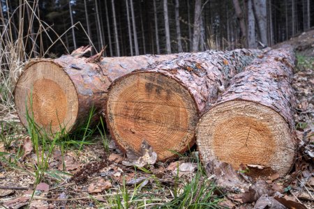 Téléchargez les photos : Troncs d'arbres abattus par la route forestière - en image libre de droit