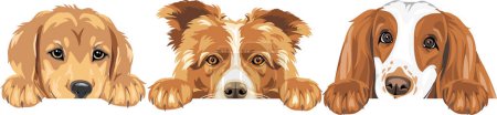 Téléchargez les illustrations : Cute peeking Golden Retriever, Border Collie et Cocker Spaniel chien isolé sur blanc - en licence libre de droit