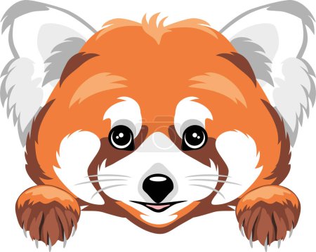 Photo for Peeking cute red panda isolated on white - Royalty Free Image