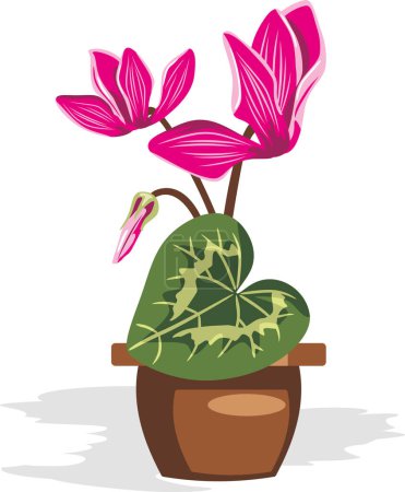 Photo for Cyclamen plant in a pot. Vector - Royalty Free Image