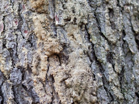 Téléchargez les photos : Deyail de résine de pin dans une prairie à la spezia - en image libre de droit