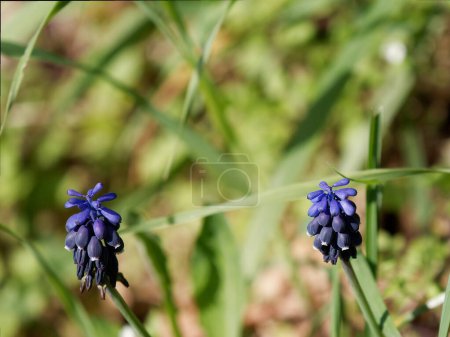 Foto de Flor de leopoldia comosa (cipollaccio col fiocco) en un prado - Imagen libre de derechos