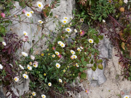 Even though there is little light, pretty daisies survive by turning their heads towards the sun's rays. The dark damp stone harbour walls have little else growing there other than green algae.