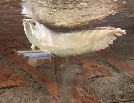 Arowana-Fische oder Drachenfische im Aquarium eines Museums