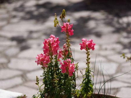Pink antirrhinum or dragon flowers or snapdragons in a greenhouse