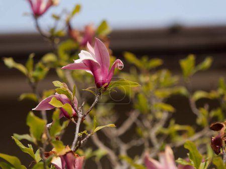 detail of japanese magnolia in piazza vcerdi la spezia