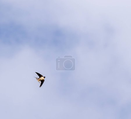 Photo for Portrait of a flying barn swallow (rustica hirundo) in front of a blue background - Royalty Free Image