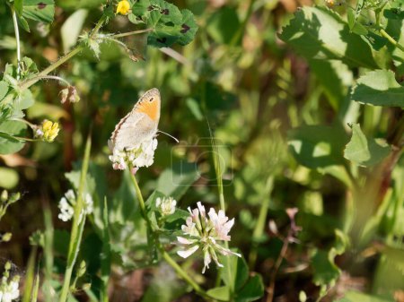 Photo for Capturing the Beauty of Coenonympha pamphilus: Stunning Photos of the Small Heath Butterfly. Spring shots - Royalty Free Image