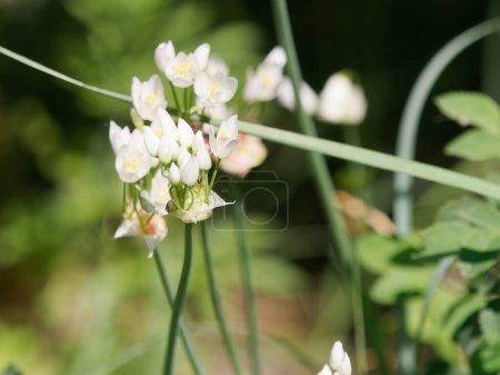 Téléchargez les photos : Gros plan de fleurs d'ail napolitain (allium neapolitanum) en fleurs - en image libre de droit