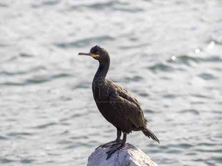 Photo for Cormorant in the gulf of la spezia - Royalty Free Image