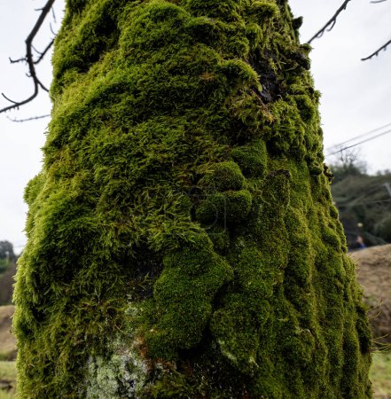 A selective focus shot of green moss growing on top of tree 