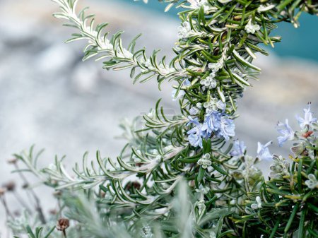 Foto de Rosemary Blue Flor Bush en el jardín de hierbas - Imagen libre de derechos