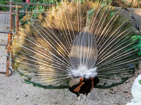 detalle de pavo real en el jardín de sao jorge castillo en lisbon
