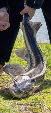 sturgeon just caught in a lake