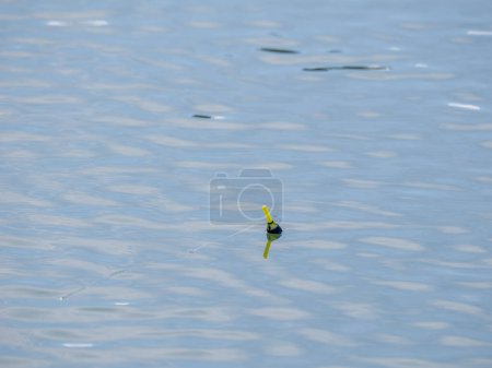 Photo for Fishing float on the water - Royalty Free Image