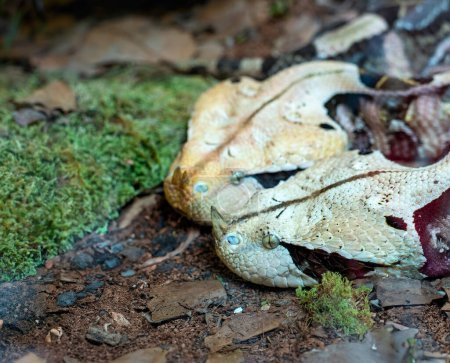 Retrato de una víbora gaboon, encontrada en las selvas tropicales del África subsahariana. Pueden crecer hasta casi 2 m de largo. Tiene colmillos de hasta 5 cm de largo, y produce la segunda mayor cantidad de veneno en cualquier serpiente.