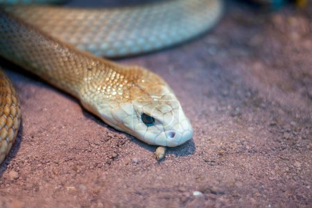 detalle de la serpiente taipán en un museo en Génova
