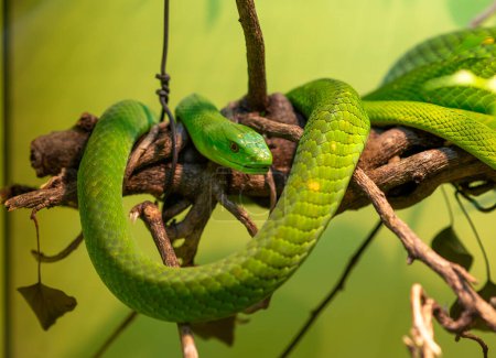 Téléchargez les photos : Portrait de Mamba vert, Dendroaspis viridis - en image libre de droit