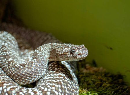 Foto de Serpiente de cascabel Sudamericana (Crotalus durissus terrificus) - Imagen libre de derechos