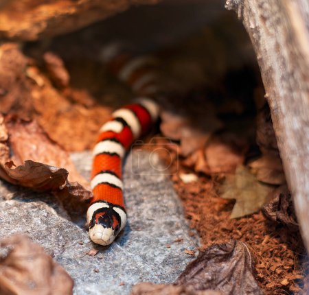 Foto de Serpiente de leche roja (Lampropeltis triangulum syspila
) - Imagen libre de derechos
