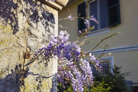 Flor violeta Wisteria Sinensis. Hermoso árbol Prolífico con flores púrpuras clásicas perfumadas en racimos colgantes. Blue Chinese wisteria es una especie de planta con flores perteneciente a la familia Fabaceae..