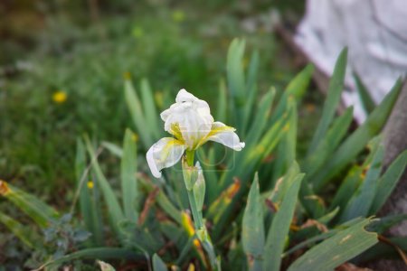 Close up of yellow flag, yellow iris or water flag (Iris pseudacorus). The flowers are blooming in spring