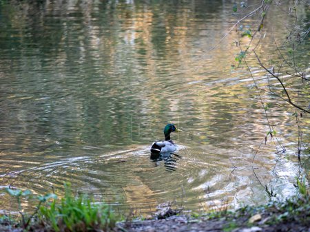 Vögel und Tiere im Wildtierkonzept. Erstaunlich Stockente schwimmt in See oder Fluss mit blauem Wasser unter Sonnenlicht Landschaft. Nahaufnahme Perspektive der lustigen Ente.