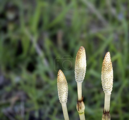 frische Pflanzen von Equisetum telmateia
