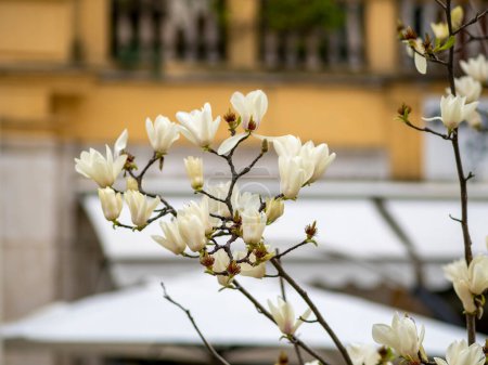 Photo for Beautiful white flowering magnolia - flowering tree. - Royalty Free Image