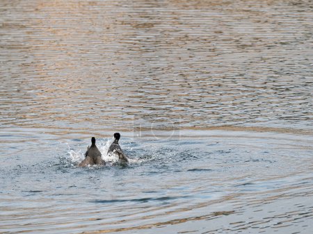 Coots fighting on a pond for domination of their territory