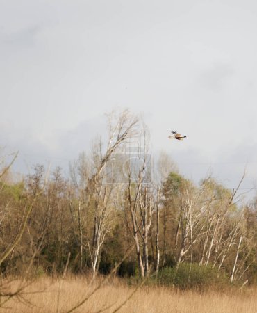Western Marsh Harrier, Circus aeruginosus, bird of prey in swamp, raptor in natural habitat