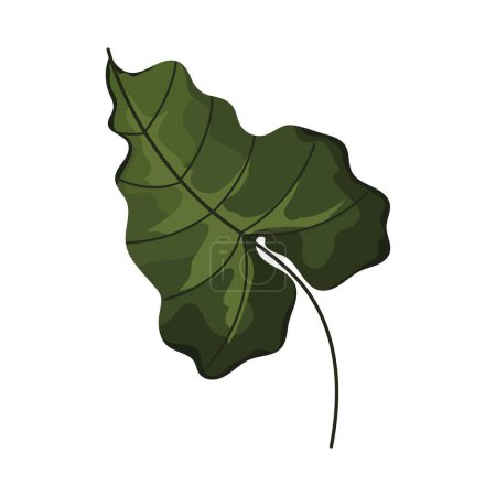 Illustration for Comun leaf plant foliage nature icon - Royalty Free Image