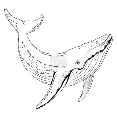 Téléchargez les illustrations : Baleine sealife croquis icône de style - en licence libre de droit