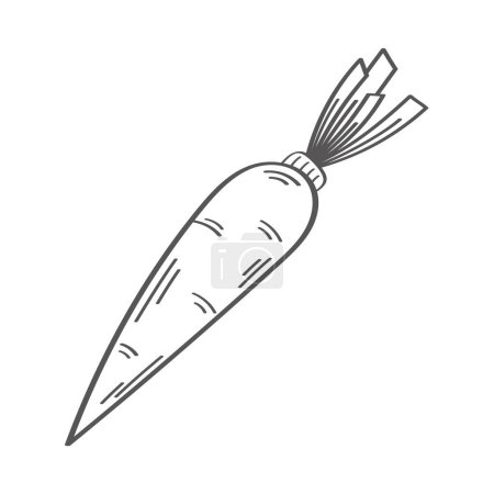 Ilustración de Zanahoria fresca vegetal mano dibujar estilo - Imagen libre de derechos