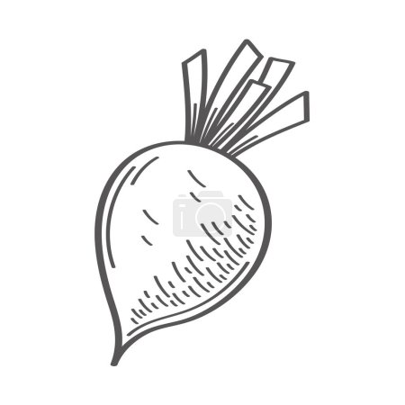 Illustration for Fresh beet vegetable hand draw style - Royalty Free Image
