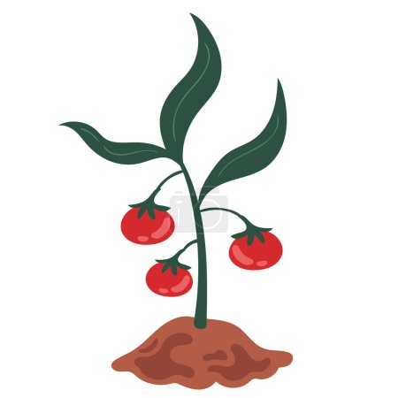Ilustración de Tomates planta cultivar icono de la granja - Imagen libre de derechos