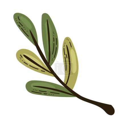 Ilustración de Rama de olivo ecológico sobre blanco - Imagen libre de derechos