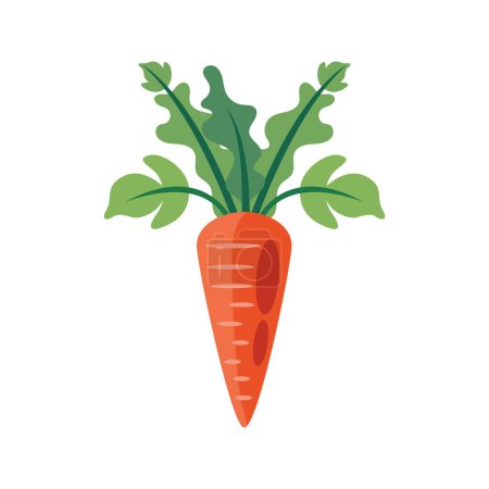 Ilustración de Zanahoria orgánica fresca sobre blanco - Imagen libre de derechos