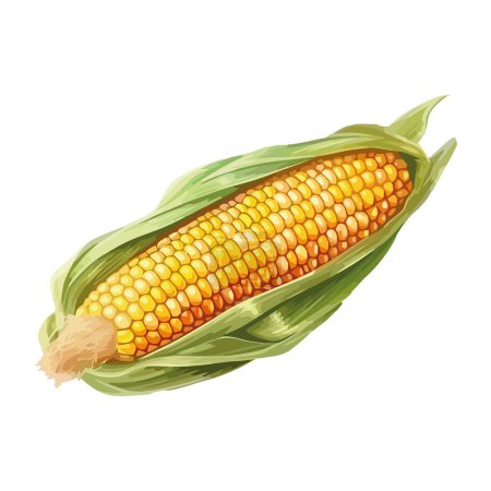 Ilustración de Ilustración de maíz dulce fresco sobre blanco - Imagen libre de derechos