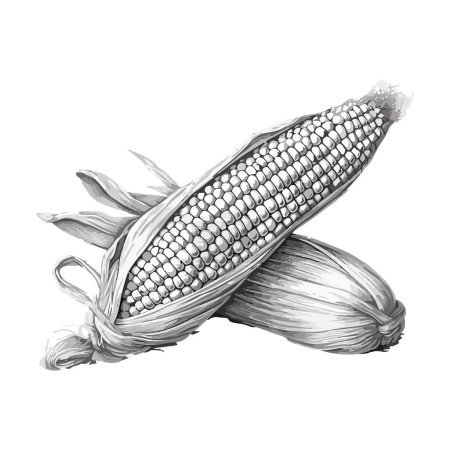Téléchargez les illustrations : Maïs frais bio sur blanc - en licence libre de droit