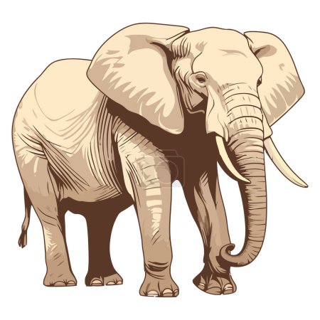 Afrikanischer Elefant über Weiß