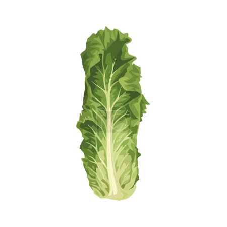Illustration for Fresh cabbage symbolizes healthy eating icon isolated - Royalty Free Image