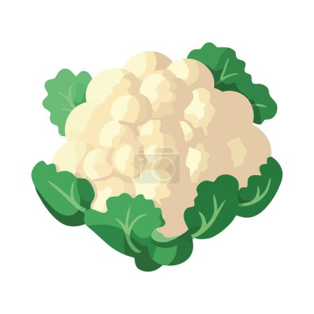 Téléchargez les illustrations : Chou-fleur frais, végétarien icône de la cuisine gastronomique isolé - en licence libre de droit